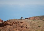 Steppebuizerd (Steppe buzzard)(buteo buteo vulpinus) - Bayanzag 19-08-2016 (2)